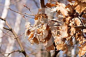 Dry oak leaves on a branch close up