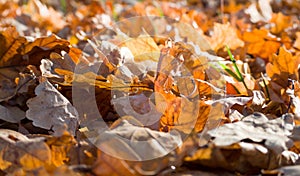 Dry oak leaves English oak, Common oak, Querqus Robur on the ground for a natural autumn fall-themed background. Low sun