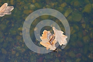 Dry oak leaves float in the water. Autumn species photo