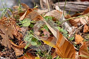 Dry oak leaves in the grass. Yellow and brown colors of autumn