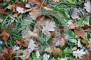 dry oak leaves and with green grass in frost lie on the ground in autumn.