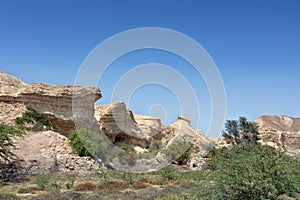 Dry oasis in the Namibe Desert. Angola. Africa