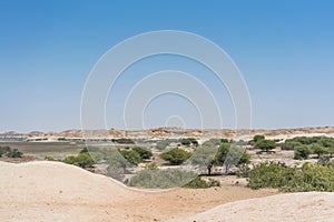 Dry Oasis in the Namibe Desert. Angola. photo