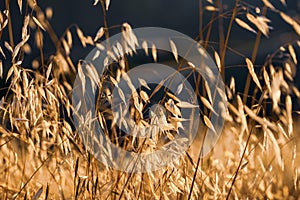 Dry Oat grass shining on the sunset light; Oat grass is considered invasive in California photo