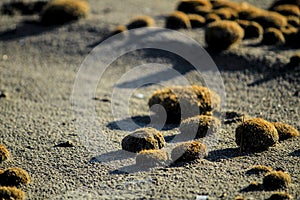 Dry oceanic posidonia seaweed balls on the beach and sand texture