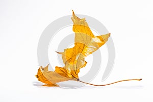 Dry old autumn leaf