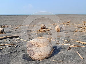 Dry old coconut dead and branches on the sand dune desert dry land environmemt near ocean photo
