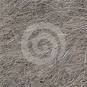 Dry old grass texture seamless background