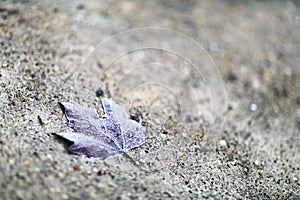 Dry old leaf from tree lying lonely on dirty sand in park
