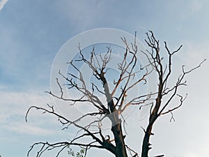 Dry old oak tree in the rays of the evening sun