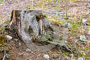 Dry old stump