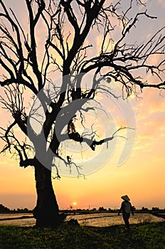 Dry old tree on sunset in Tay Ninh province, Vietnam