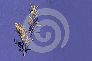Dry olive branch with dry leaves and dry olives on violet texture background photo