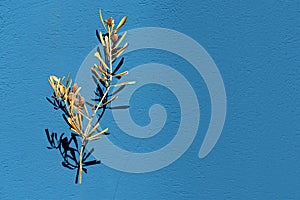 Dry olive branch with dry leaves and dry olives on blue texture background photo