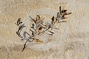 Dry olive branch with dry leaves and dry olives on stone floor photo