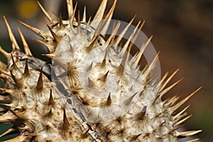 Dry and open fruit with thorns