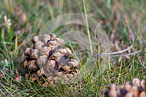 Dry and open pine cones an the ground are spreading their seeds with the wind as delicious snack for squirrels and other rodents