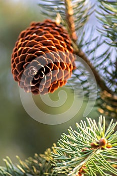 Dry and open pine cones on the ground are spreading their seeds with the wind as delicious snack for squirrels and other rodents i