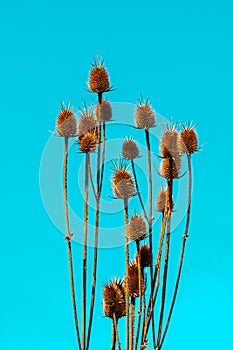 Dry orange brown cutleaf teasel wild plant in bright sunlight isolated on colorful turquoise teal background. Cut-out