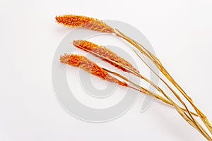 Dry orange Lagurus, bunnytail isolated on white background. Decorative fluffy grass, beautiful element for bouquet in floristic.