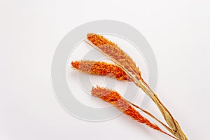 Dry orange Lagurus, bunnytail isolated on white background. Decorative fluffy grass, beautiful element for bouquet in floristic.