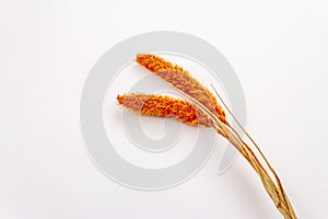 Dry orange Lagurus, bunnytail isolated on white background. Decorative fluffy grass, beautiful element for bouquet in floristic.