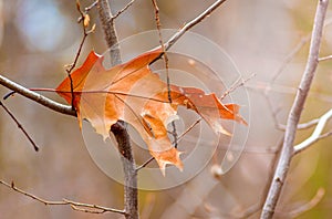 A dry orange oak leaf on a tree branch in autumn_