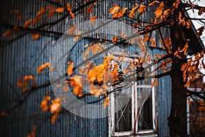 Dry orange oak leaves in front of house
