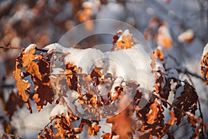 Dry orange tree leaves covered with heavy snow. Orange leaf crushed under the heavy snow.