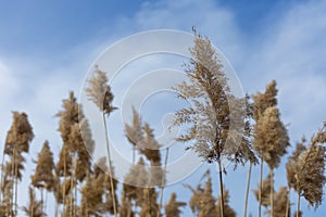 Dry ordinary reed and a bright blue sky with clouds.