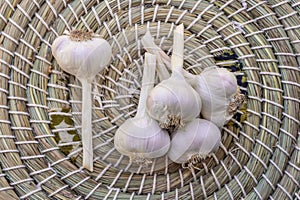 Dry organic garlic bulbs in wicker basket