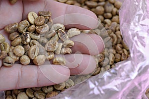 Dry organic green bean coffee