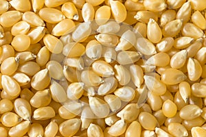 Dry Organic White Popcorn Kernels