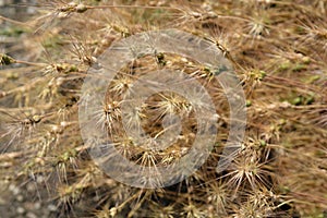 Dry ovate goatgrass photo