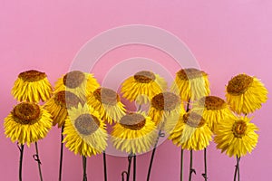 Dry overblown strawflower xerochrysum bracteatum flower