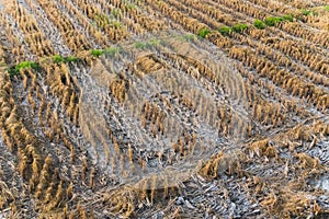 Dry Paddy Field
