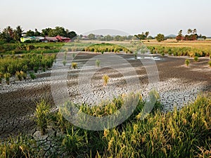 Dry paddy field
