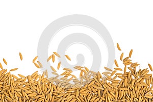 Dry paddy rice grain on white background