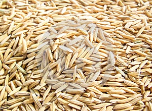 Dry paddy rice seed texture