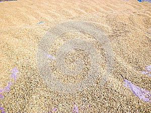 Dry paddy rice seed texture