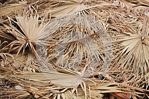 Dry palm leaf for background