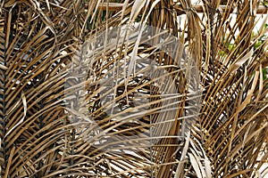 Dry palm leaves background in mexico