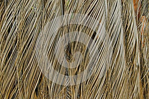 Dry palm leaves background in mexico