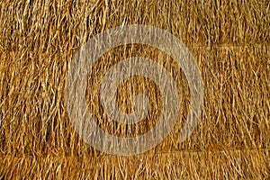 Dry palm leaves background in mexico