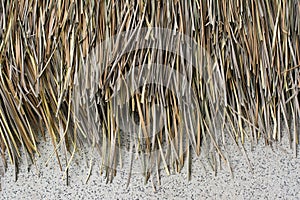 Dry palm leaves roof of Hut with concrete wall background.