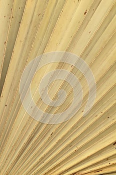 Dry palm leaves texture