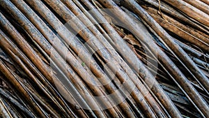 dry palm leaves texture as background