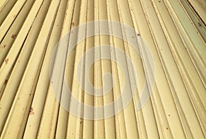 Dry palm leaves texture