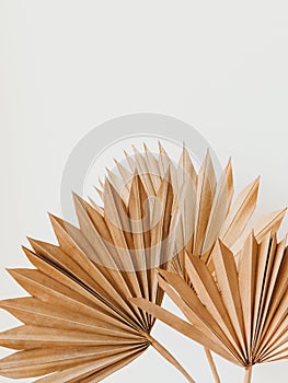 Dry palm leaves on white background