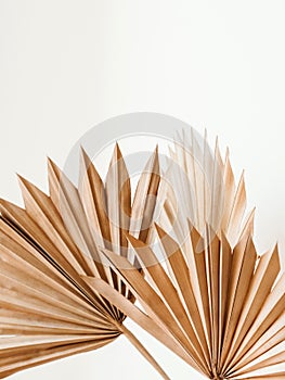 Dry palm leaves on white background